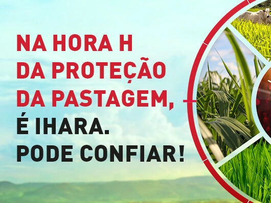 Pecuarista brasileiro precisa investir, também, na qualidade da pastagem