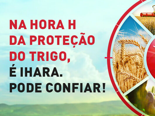 Artigo: Os segredos da crescente produtividade do trigo do cerrado