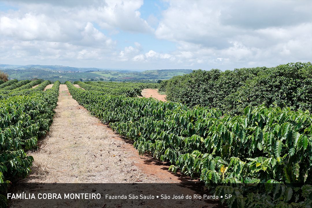 Família Cobra Monteiro