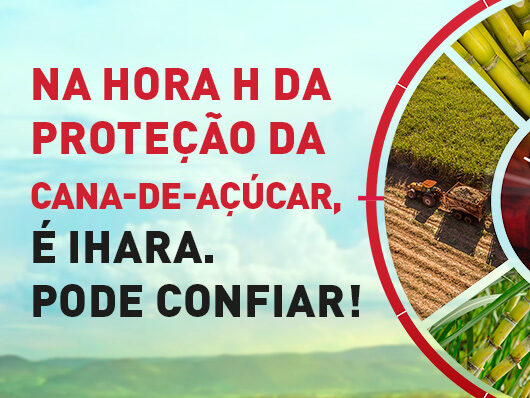 Eficiência de herbicidas pré-emergentes para controle de plantas daninhas na cana-soca: Saiba mais