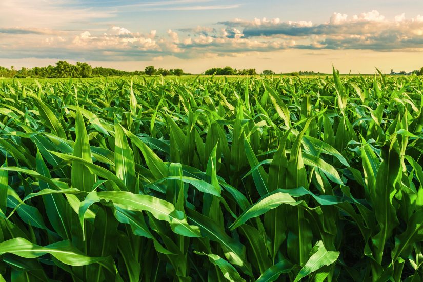 Safra 2025/26 de milho e sorgo no MT apresenta boas perspectivas, mas exige atenção redobrada do agricultor