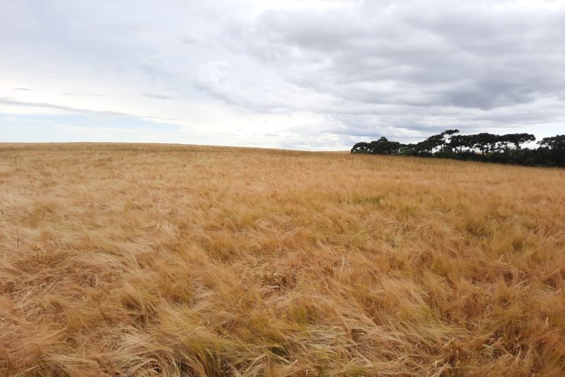 Desafio da Cevada impulsiona o cultivo nos Campos Gerais