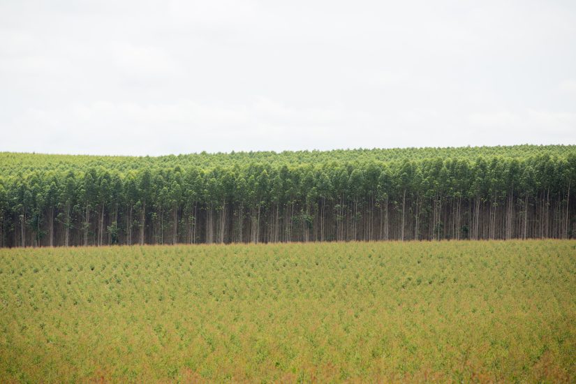 Brasil se consolida na produção de florestas plantadas e reforça a importância do manejo integrado no campo