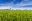 Tecnologia no campo contribui para mitigar os impactos na produção de arroz para a safra 2025/26