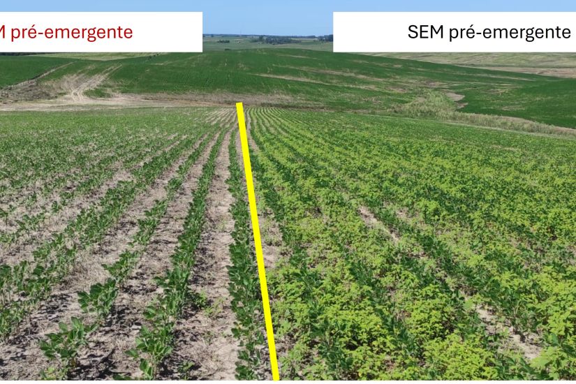 Amaranthus avança no Brasil e acende alerta para o manejo eficiente de plantas daninhas