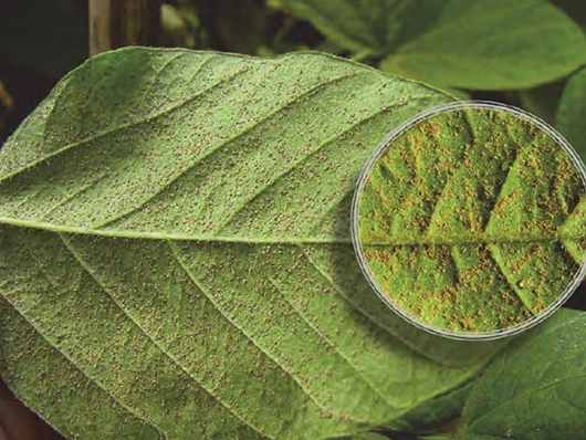 Phakopsora pachyrhizi (ferrugem-asiática)