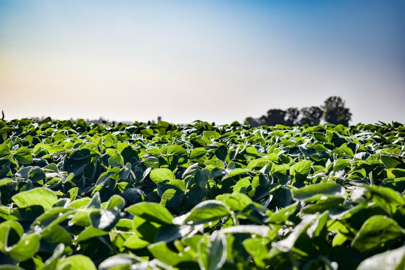 IHARA apresenta soluções inovadoras para a cultura de soja no Dia de Campo  C.Vale 2021 - Diário Agrícola