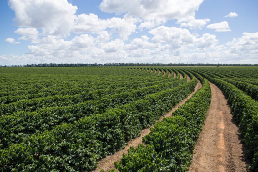 Acaricida Okay com velocidade e ação de choque