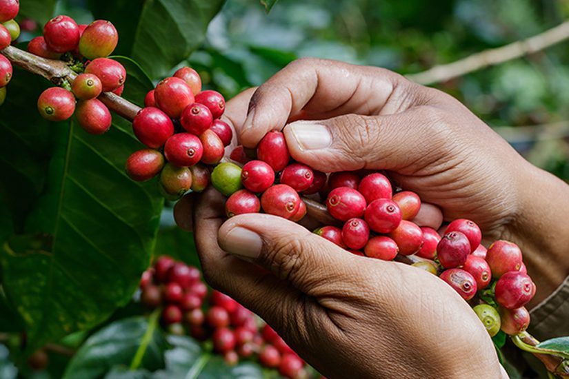 Tratos culturais do café: cinco processos que fazem a diferença no campo