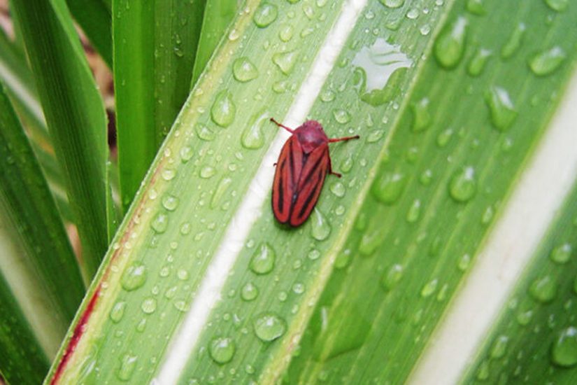 Canaviais ganham solução poderosa no controle de plantas daninhas  resistentes, Especial Publicitário - Ihara