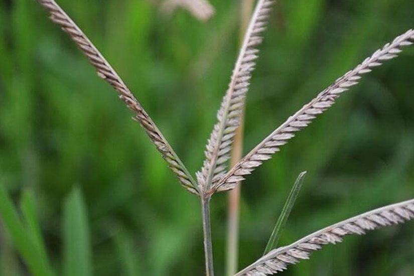 IHARA - Cabelo em pé por causa das daninhas resistentes é passado! Agora é  só alegria, porque as lavouras de soja e milho serão protegidas por Kyojin,  o novo herbicida pré-emergente da