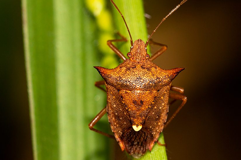 Herbicida Dorai - IHARA Defensivos Agrícolas