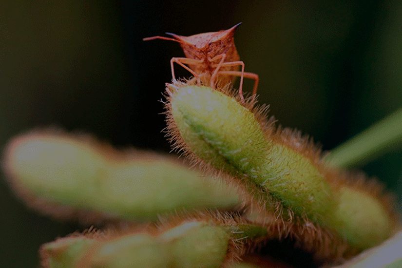 IHARA - Cabelo em pé por causa das daninhas resistentes é passado! Agora é  só alegria, porque as lavouras de soja e milho serão protegidas por Kyojin,  o novo herbicida pré-emergente da