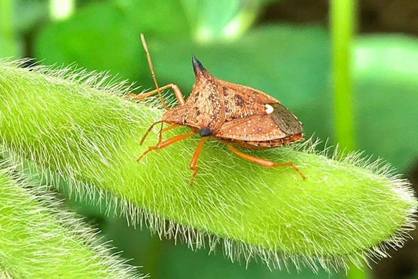 Mosca-branca e percevejo-marrom: como combater essas pragas na soja