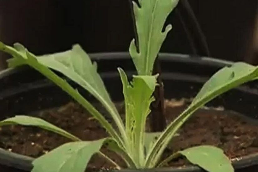 Herbicidas Pré Emergentes na Soja