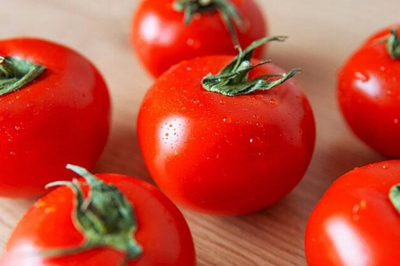 Doenças do tomateiro: conheça as mais comuns e saiba como controlar