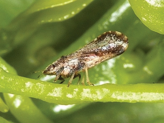 Diaphorina citri (Psilídeo)