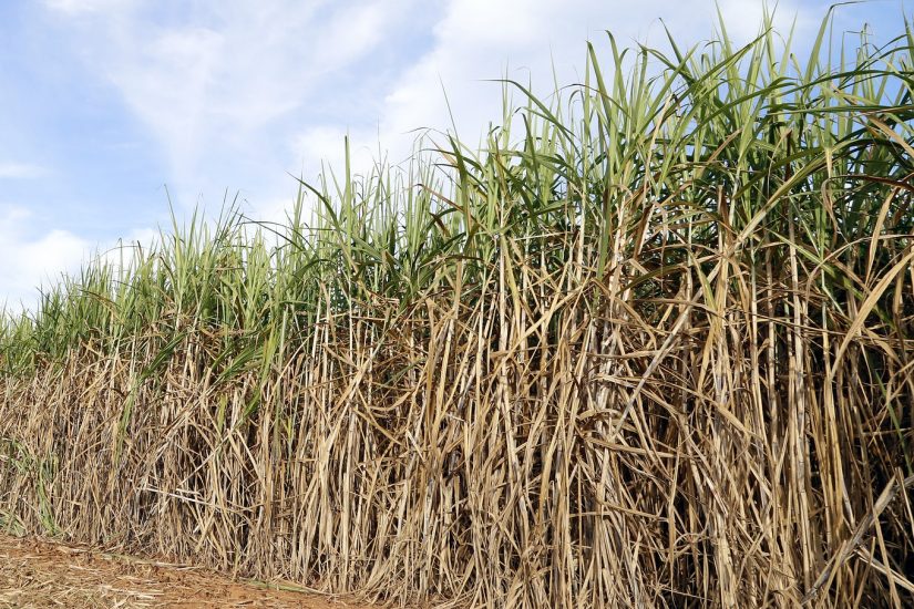 Canaviais ganham solução poderosa no controle de plantas daninhas  resistentes, Especial Publicitário - Ihara