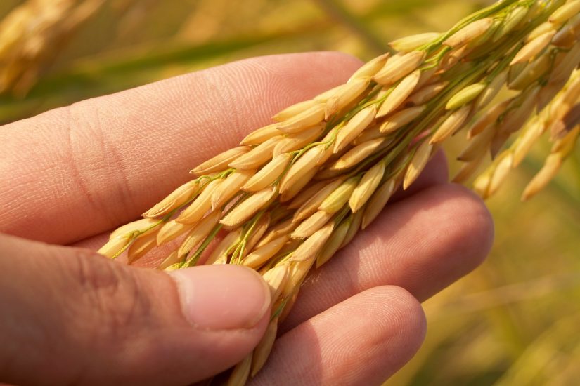 31ª Abertura Oficial da Colheita do Arroz e Grãos