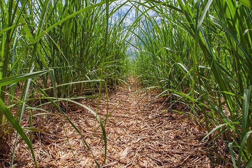 Tendências sobre mercado de cana-de-açúcar em live com especialista renomado do setor