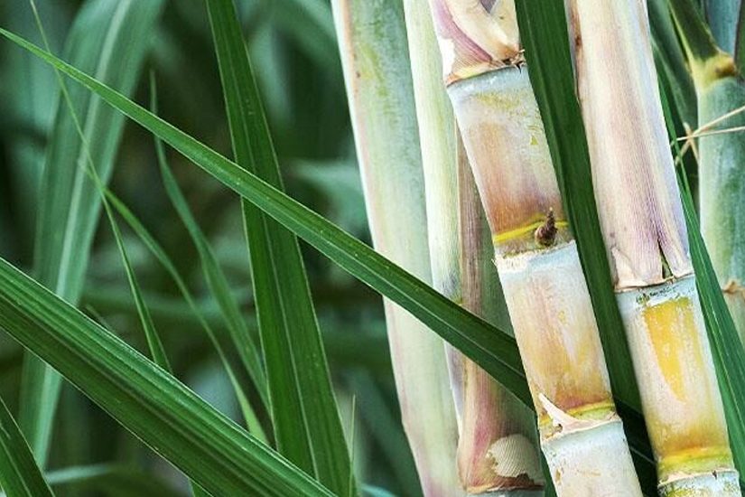 Canaviais ganham solução poderosa no controle de plantas daninhas  resistentes, Especial Publicitário - Ihara