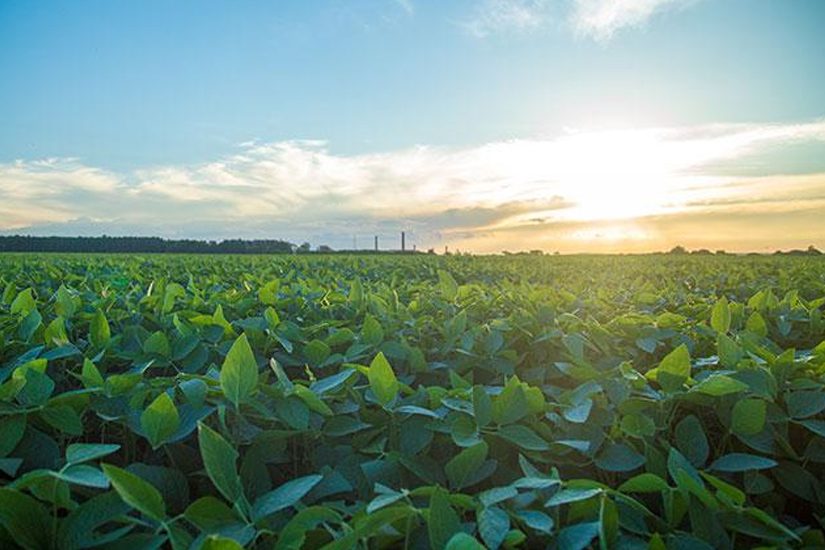 Kyojin, o herbicida do futuro da IHARA, está surpreendendo os sojicultores  com sua eficiência! Conheça os resultados do produto em uma lavoura de soja  em, By IHARA