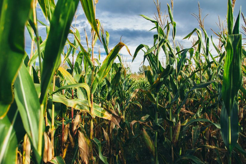 Sonda: herbicida milho com tecnologia inovadora para o manejo eficiente