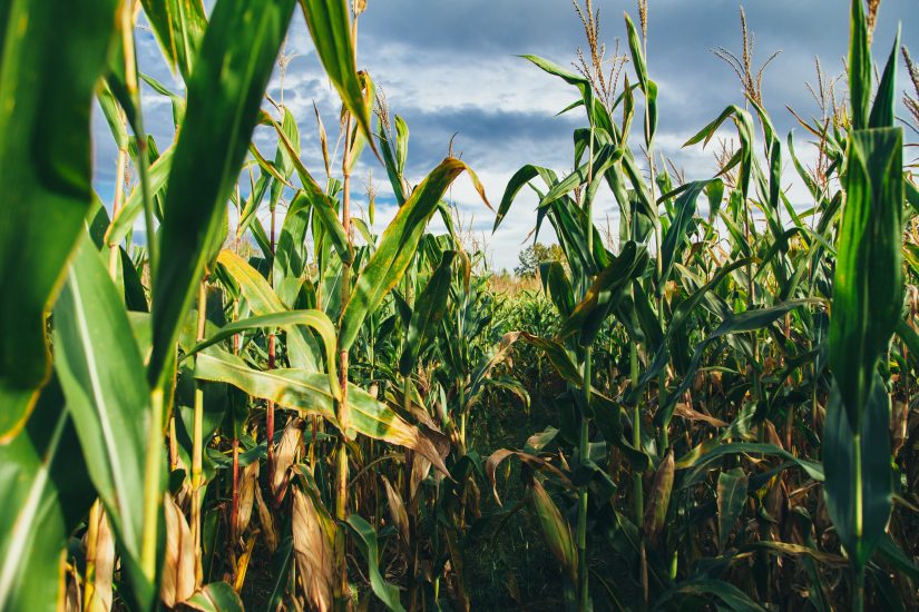 Ihara apresenta nova linha com quatro herbicidas para combater plantas  daninhas - Revista Globo Rural