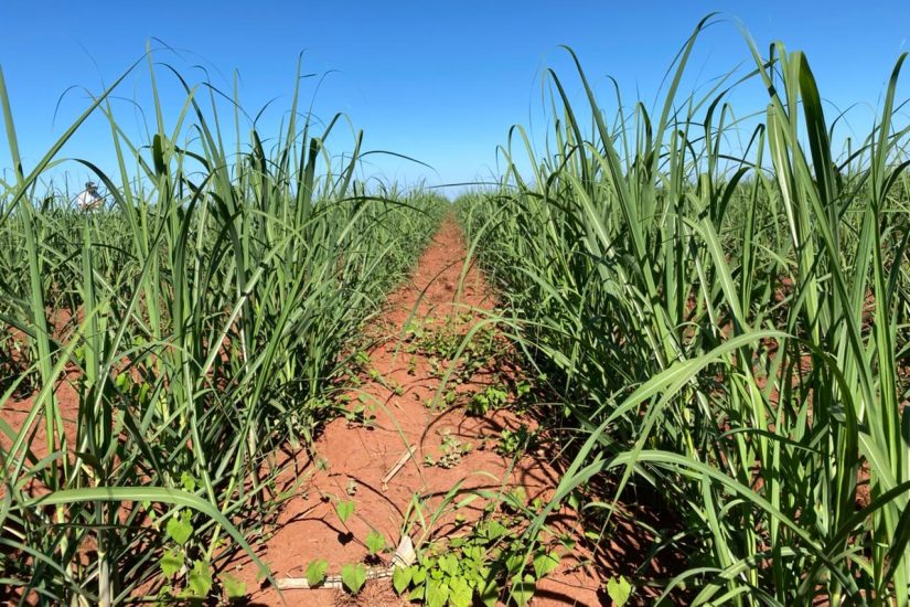 Ihara apresenta nova linha com quatro herbicidas para combater plantas  daninhas - Revista Globo Rural