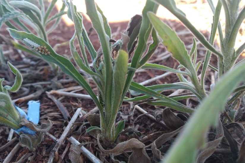 NOVO herbicida pré-emergente para SOJA e MILHO