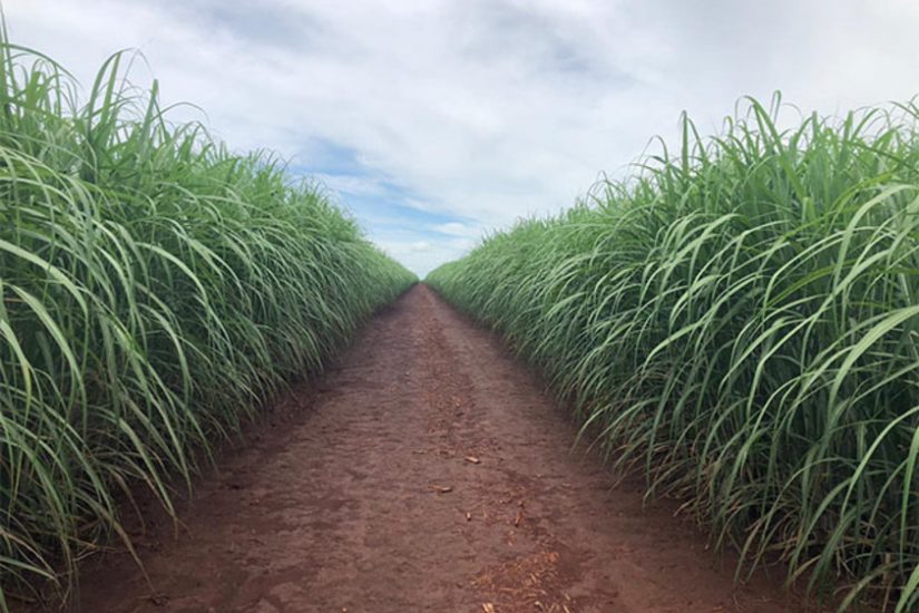 Canaviais ganham solução poderosa no controle de plantas daninhas  resistentes, Especial Publicitário - Ihara