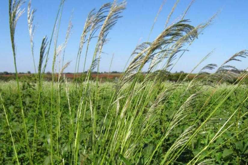 Herbicida Dorai - IHARA Defensivos Agrícolas