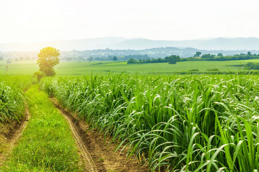 Ihara apresenta nova linha com quatro herbicidas para combater plantas  daninhas - Revista Globo Rural