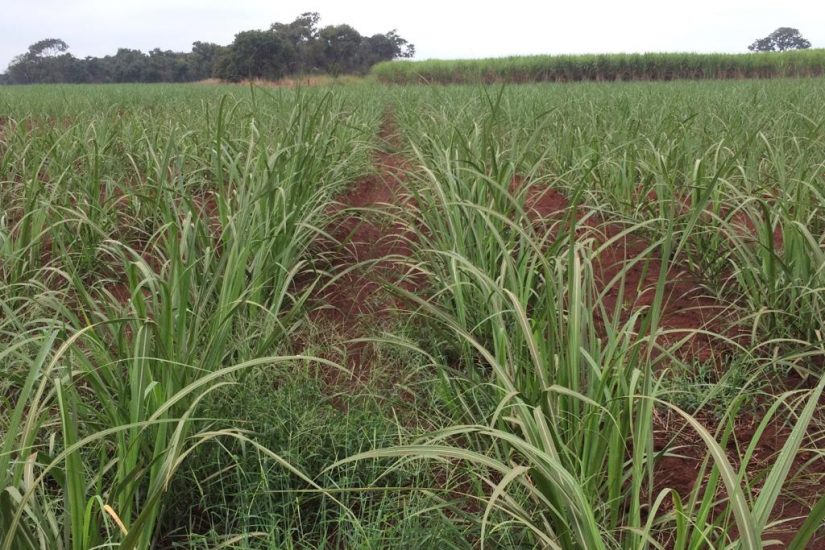 Canaviais ganham solução poderosa no controle de plantas daninhas  resistentes, Especial Publicitário - Ihara