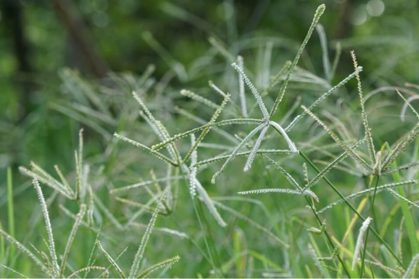 Ihara mostra portfólio completo para soja na Expodireto - Revista Cultivar