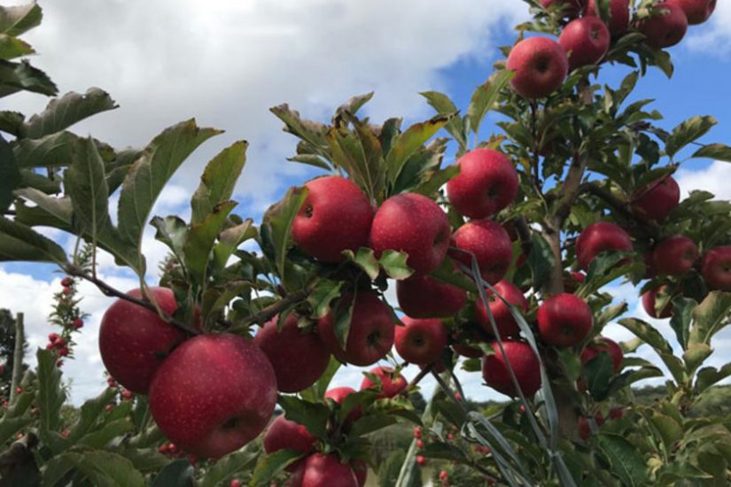 Saiba como aumentar seus ganhos em até 30% na produção de maçã