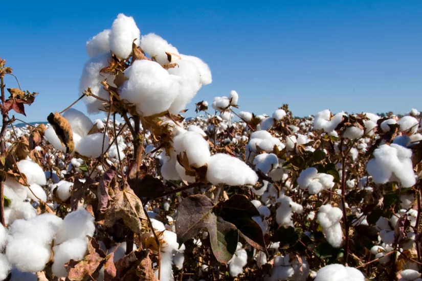 Saiba mais sobre o Manejo Integrado das pragas do algodão