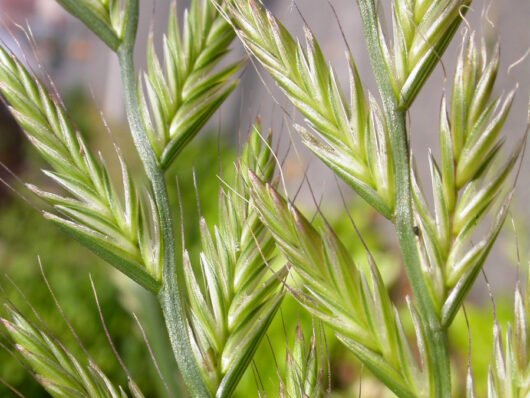 Digitaria insularis (Capim-Amargoso)