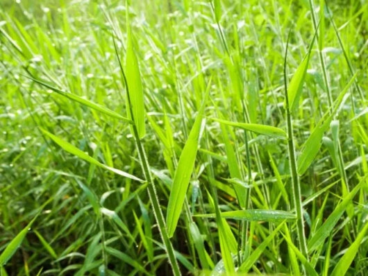 Time-lapse Kyojin, Trazemos a solução e a comprovação dos resultados!  Acompanhe a eficiência de Kyojin, herbicida pré-emergente da IHARA, que  elimina as daninhas, By IHARA