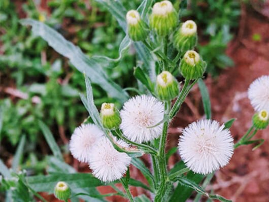 Raphanus raphanistrum (nabiça)