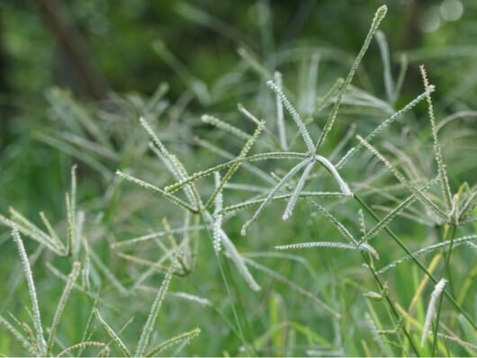 Panicum maximum (capim-coloniao)