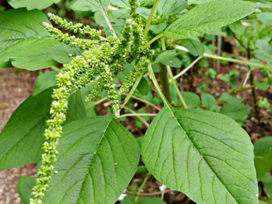 Panicum maximum (capim-coloniao)