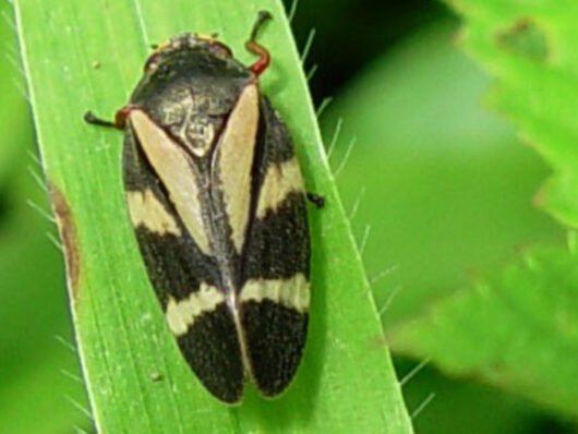 Rhopalosiphum maidis