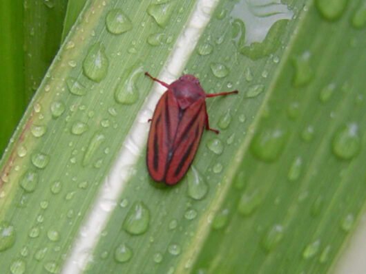 Aphis gossypii (pulgão-do-algodoeiro)