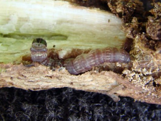 Elasmopalpus lignosellus