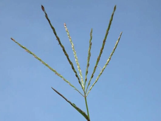 Sida rhombifolia (guanxuma-perenizada)