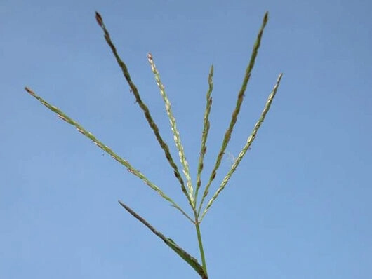 Digitaria horizontalis