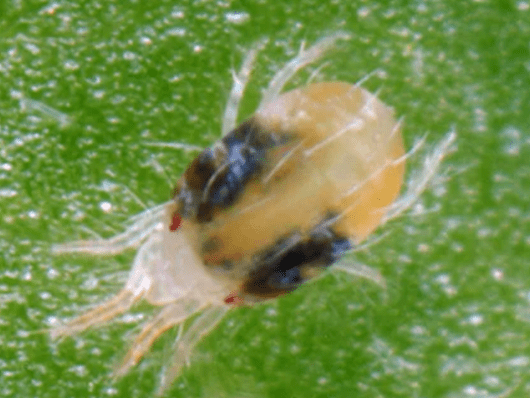 Liriomyza huidobrensis (larva-minadora)