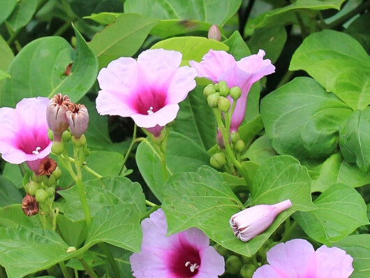 Ipomoea hederifolia