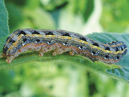 Oebalus poecilus (percevejo-do-arroz)